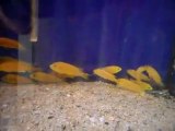 www.hobimmarket.com akvaryum,akvaryum balıkları,sarı prenses