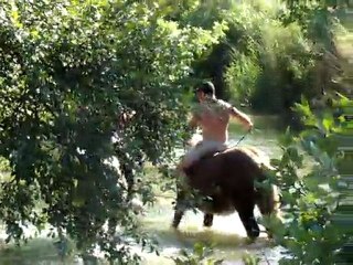 baignade chevaux