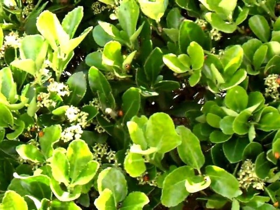 Invasion de coccinelles sur le littoral vendéen