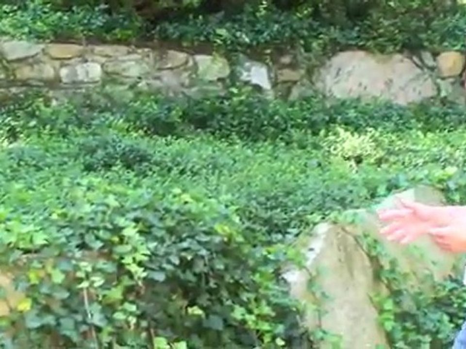 Choosing a Winter Garden Plants & Flowers, Landscaping New Jersey