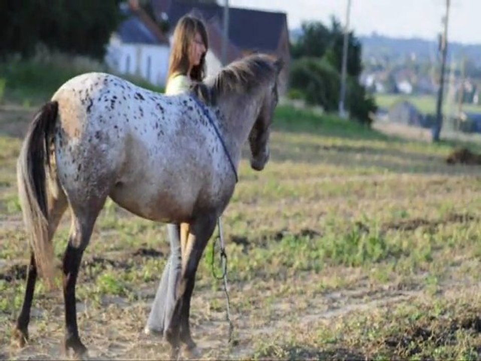 Sucette en liberté les champs - 02 juillet 2011