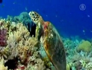 La faune marine menacée d’extinction