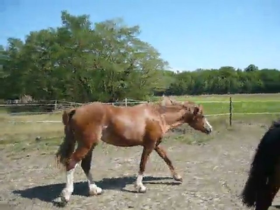 Vodka et Vacaras de May Juillet 2011