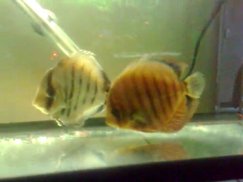 Jour 3 Hôpital 80L Repas 2