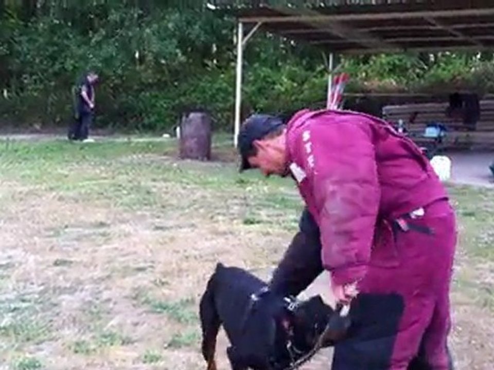 ENTRAINEMENT ARES 14 MOIS (4)