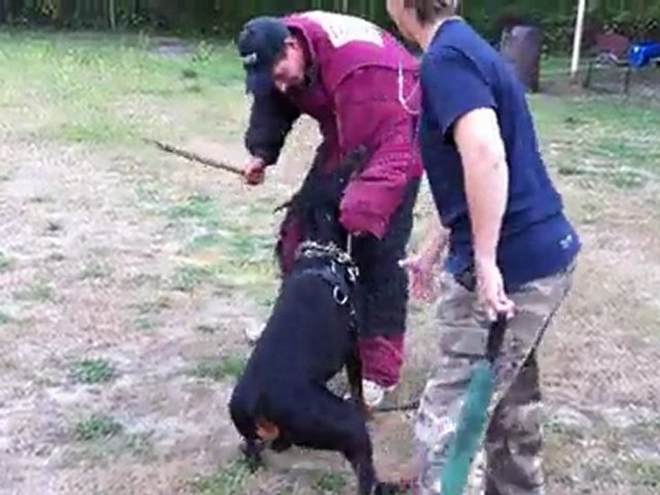 ENTRAINEMENT ARES 14 MOIS (1)