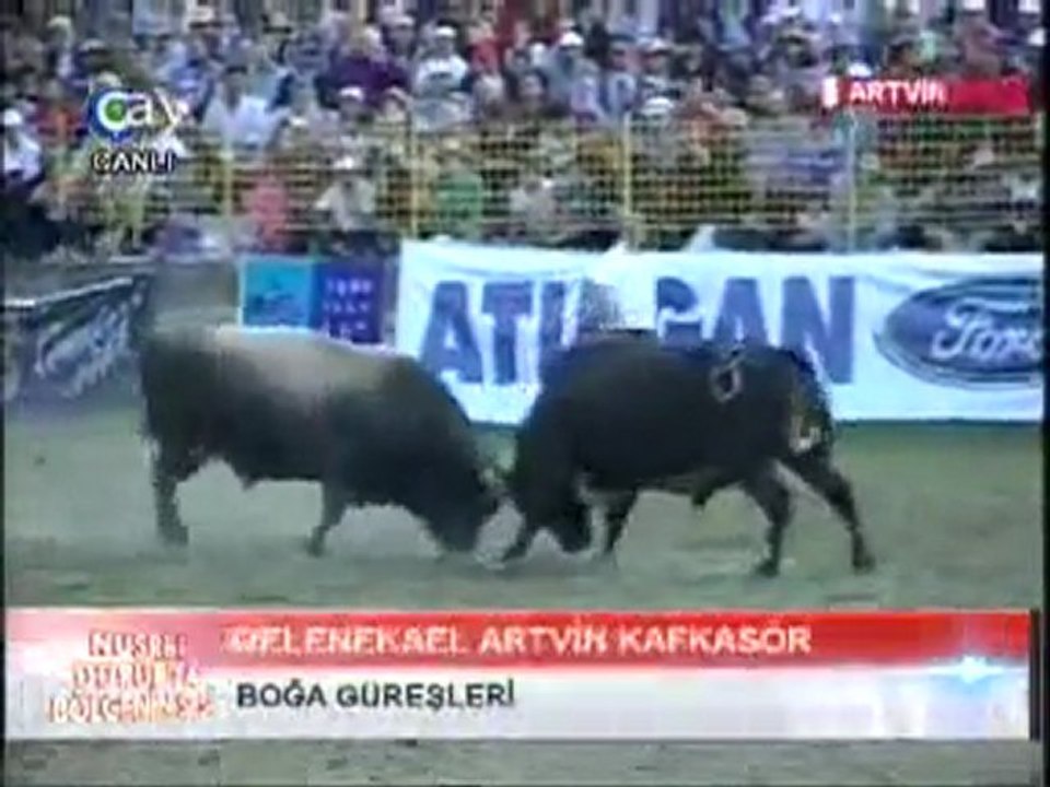Artvin  Kafkasör Festivali Boğa Güreşleri  2011-Baş Kategorisi Güreşleri-1