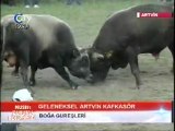 Artvin  Kafkasör Festivali Boğa Güreşleri  2011-Baş Kategorisi Güreşleri-3