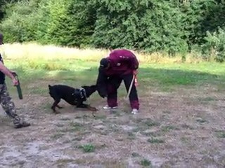 ENTRAINEMENT ARES 14 MOIS (3)