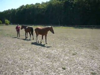 Vodka et Vacaras de May Juillet 2011 2