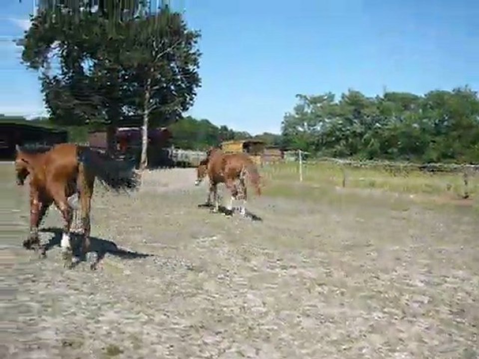 Vodka et Vacaras de May Juillet 2011 3