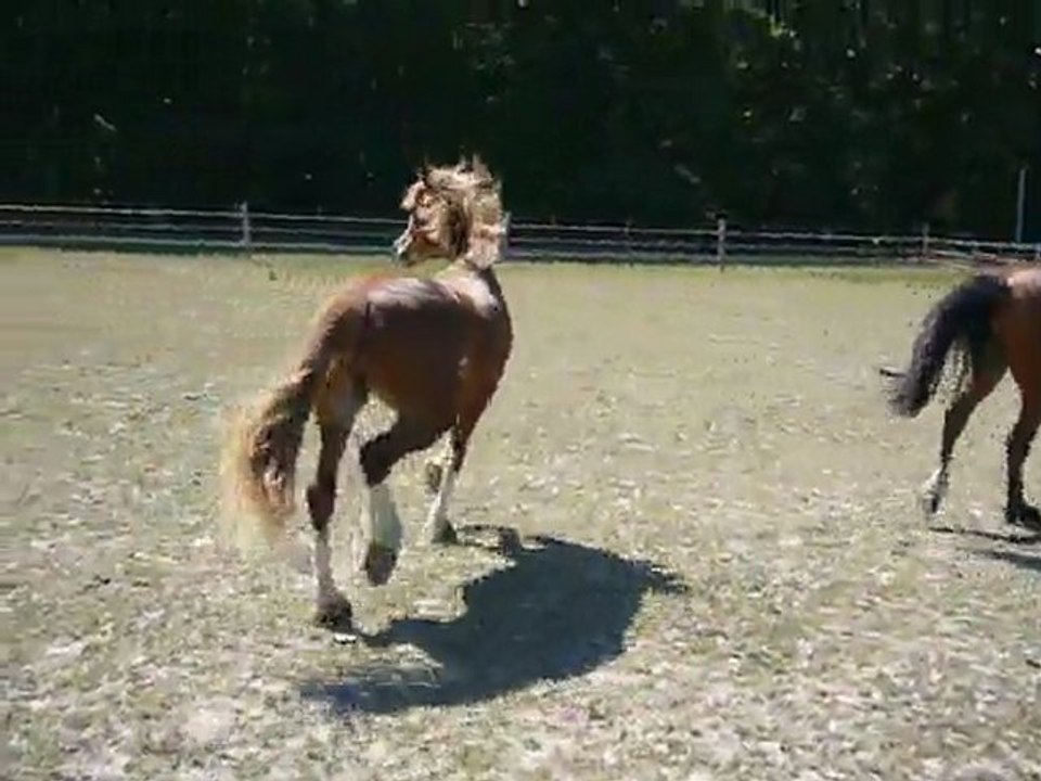 Vodka et Vacaras de May Juillet 2011 4