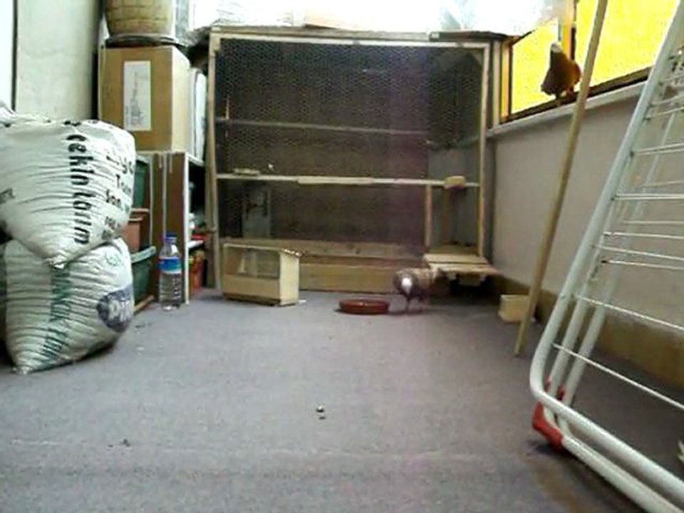 BASKA GÜVERCİN KAHVE BALKONDA