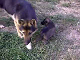 Chiots CALLY / VIC