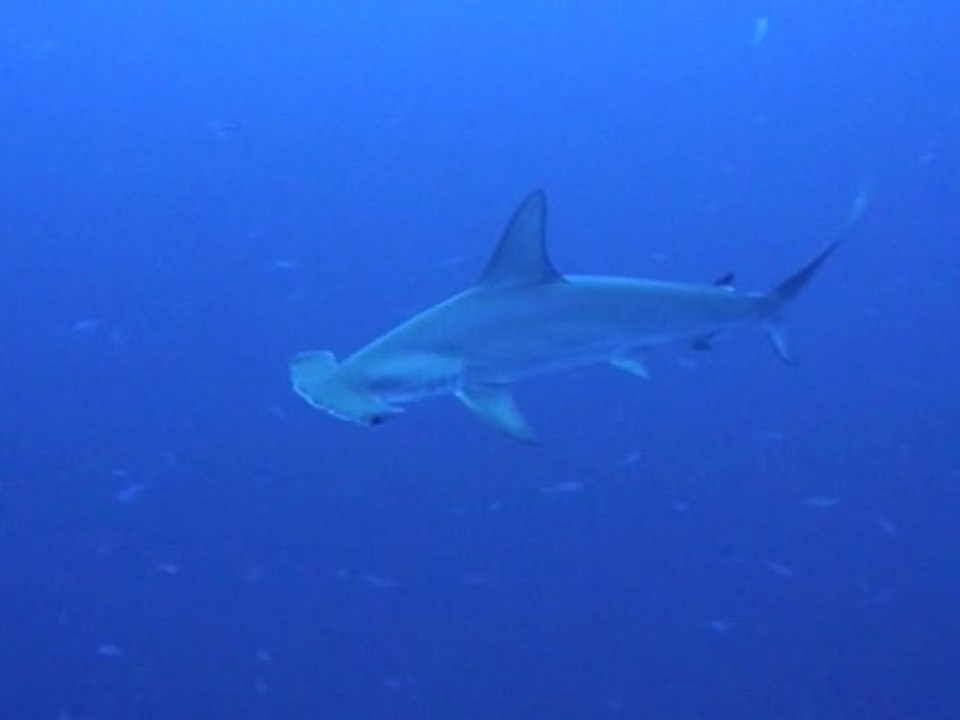 Requins marteau Small Brother Nov 2010 - Egypte