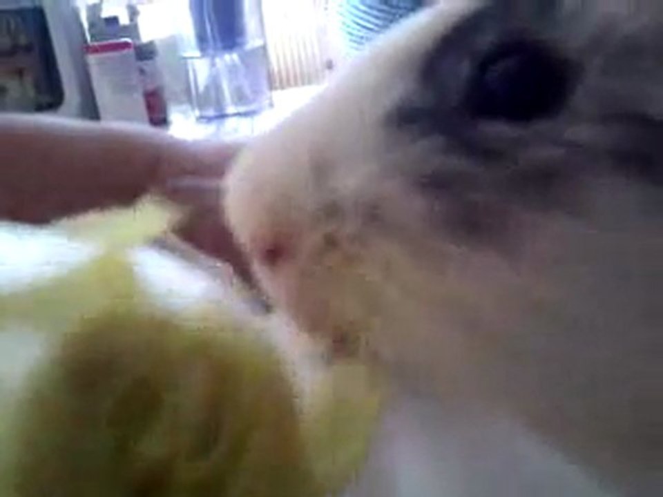 Dodo et son endive (1)