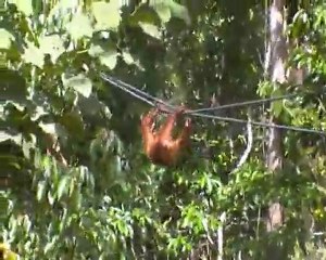 Malaisie /// Borneo, Petit Ourang Outan deviendra grand