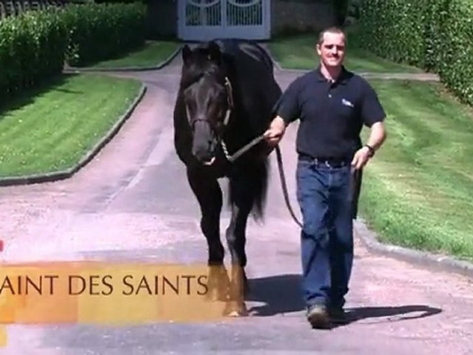 Saint des Saints, étalon au Haras d'Etreham