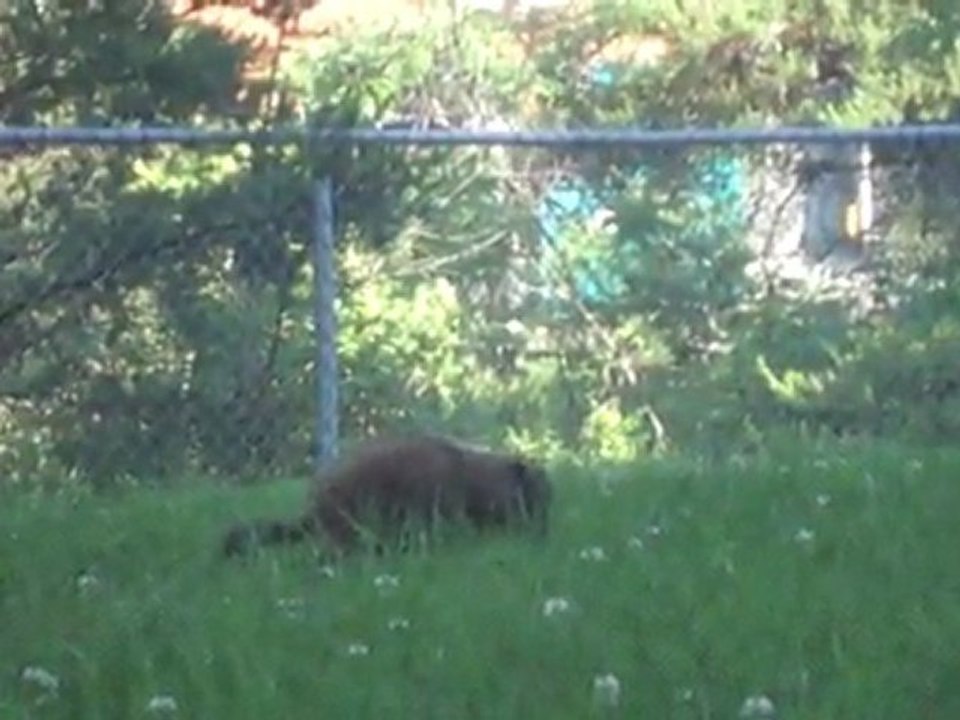 Marmotte UQTR