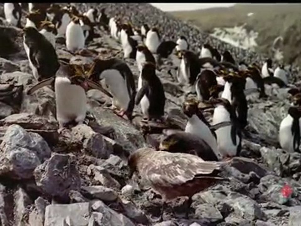 Survival Island  - Les Grands Reportages Imax