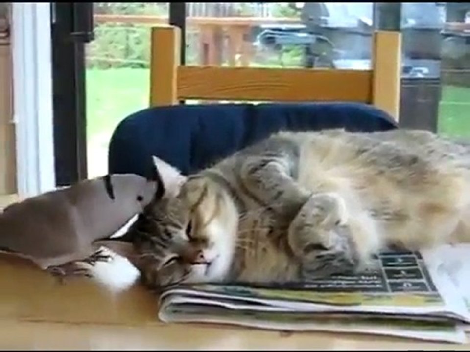 Bird Won't Let Cat Sleep