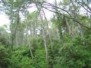 chant des cigales 2011