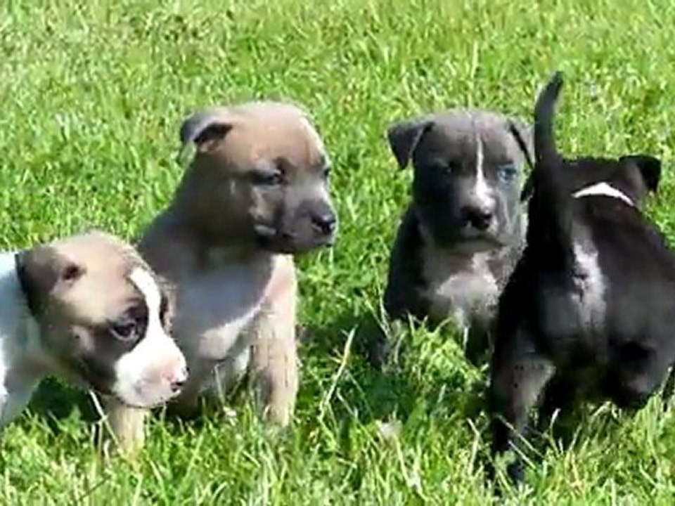 Portée 2011 Chiots 5 Semaines (suite)