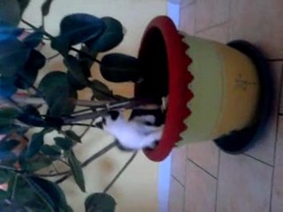 Gribouille & Panzaniie