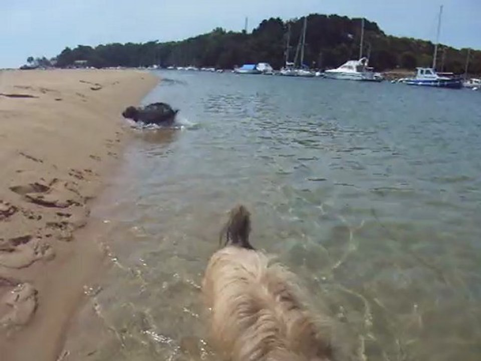 Dingle et Cyrrus à la mer 04 juillet 2011