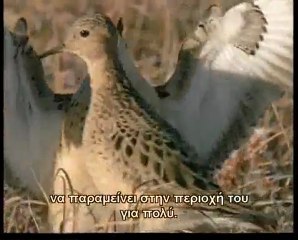 Υπερκινητικός Δάσκαλος~Η ζωή των πουλιών (7ο)