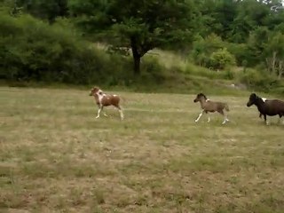 les bébés dans un grand pré