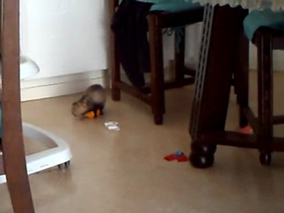 pépite le furet qui adore les petits pots