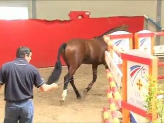 Qualificatives étalons 2011 premier prix Val'Am de Majesté