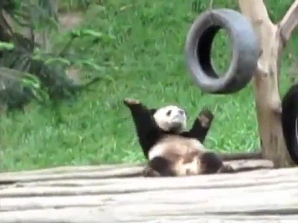 Ein tanzender Panda