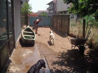 Çomar.:)    Baba:certo della vecchia irlanda..   dede: radentis nomar.