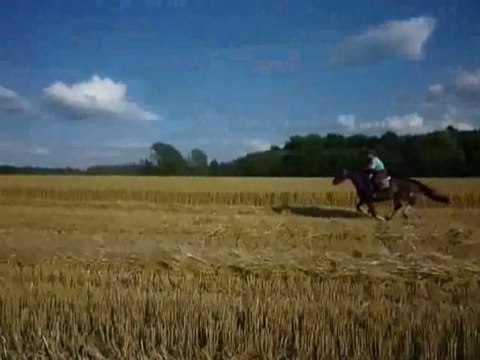 Roghoun d'Aulne galop dans les champs