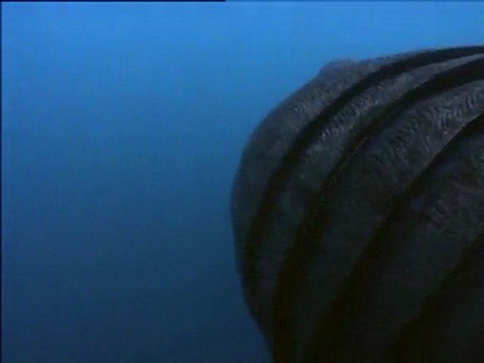 Vahşi Yaşam Belgesel Seti | BoyutStore