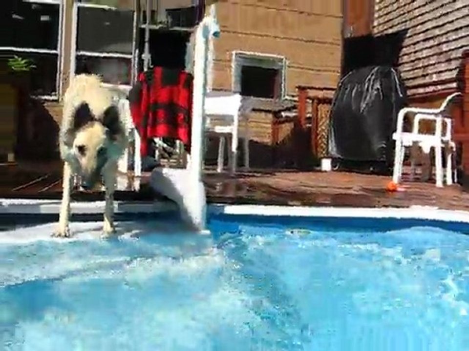 Vega dans la piscine