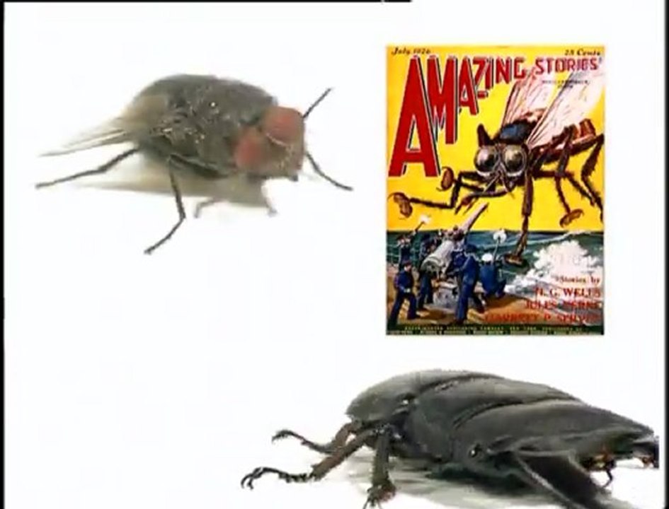 Objectif Découverte : Les insectes, les papillons