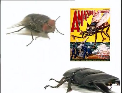 Objectif Découverte : Les insectes, les papillons