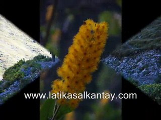 salkantay  trek - latika adventures