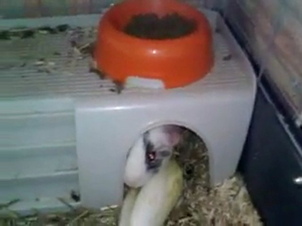 Dodo et endive suspendu 2