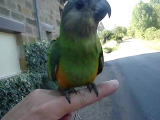 Kiwi le bébé youyou du sénégal en promenade