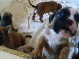 Chiots de Canas et Percy a 1 mois et  et 2 jrs