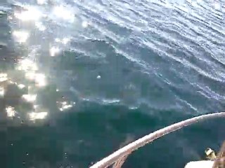 Dauphin au retour de Groix le 2 Juin 2011