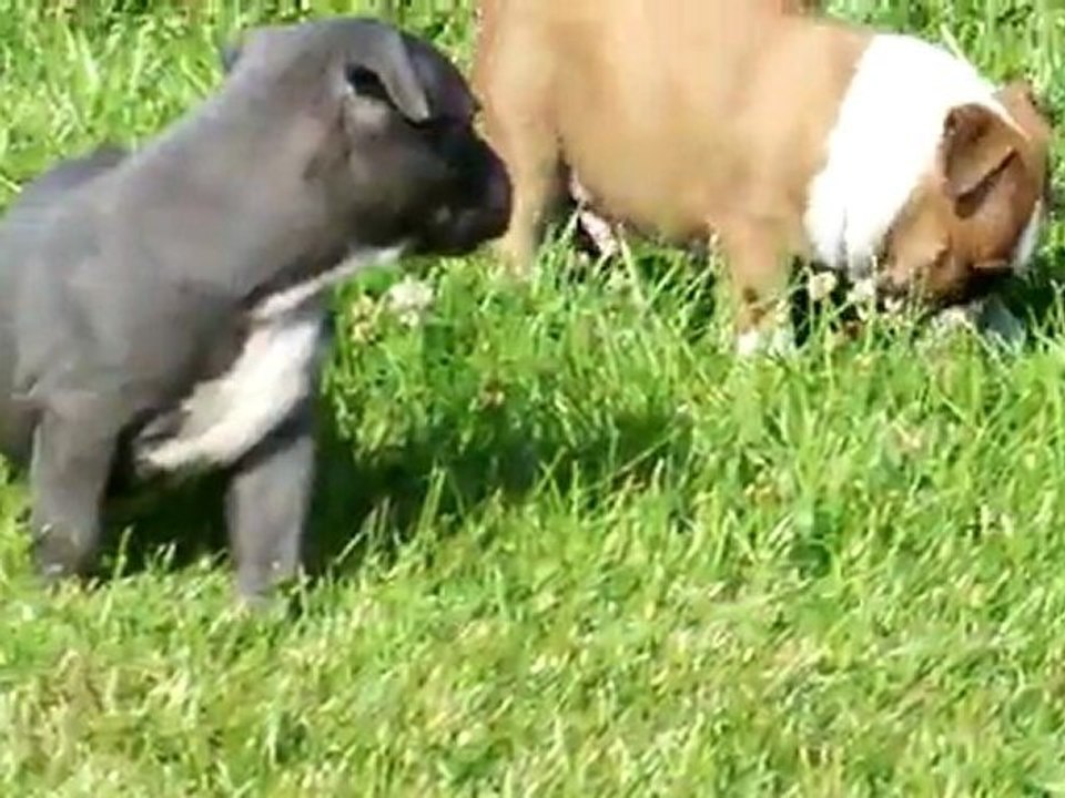 Portée 2011 Chiots 5 Semaines