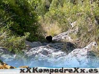 Cachorro de perro HD puppy water dog 2