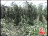 Sant'Antonio Abate (NA) - Sequestro di 3500 piantine di marijuana