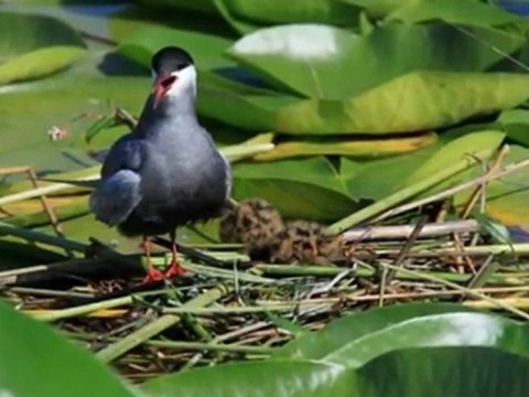 Denizli - Çivril - Işıklı Gölü