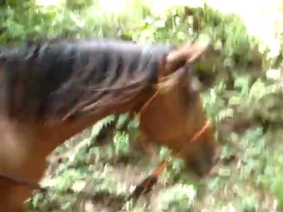 MOV00064